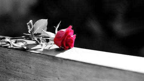 black-and-white-photography-with-color-rose